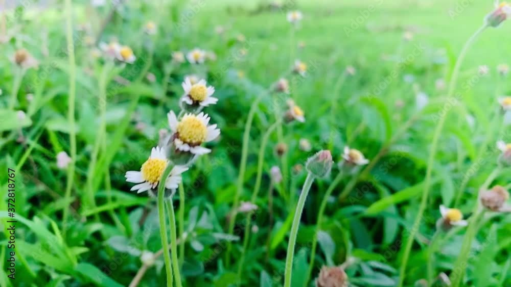 spring flowers in the grass spring flowers in the grass
