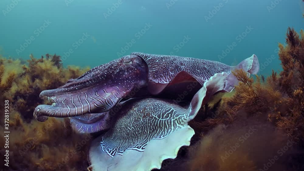 Giant Australian Cuttlefish Sepia apama Migration Whyalla South