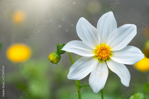 Beautiful white Cosmos flower on gray blurred background. Cosmos bipinnatus, commonly called the garden cosmos or Mexican aster.