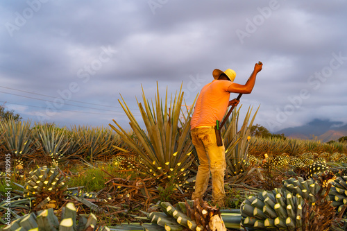El campesino está cortando las pencas del agave con mucha paciencia. photo