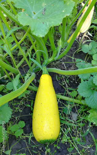 yellow squash grows in the garden among green leaves. harvest, summer, horticulture, vegetable, farm
