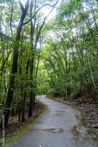 長崎県西海市 九州自然歩道 県民の森