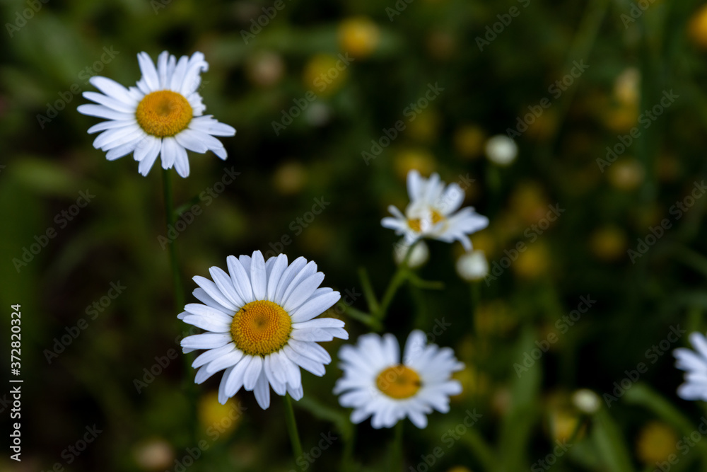 daisies in a field