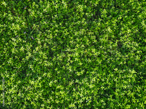 Fresh green spring grass carpeted the ground. Natural background, copy space. Leaf texture.