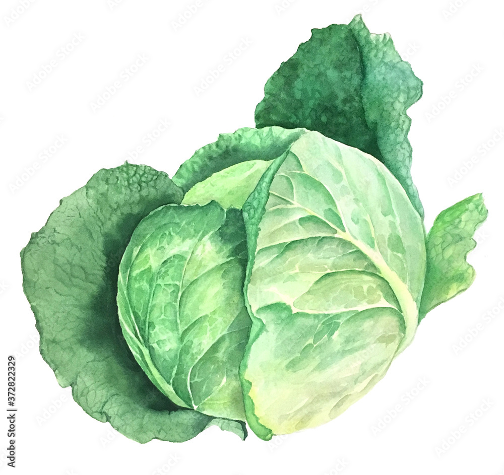 Fototapeta premium Green savoy cabbage vintage watercolor botanical illustration isolated on a white background