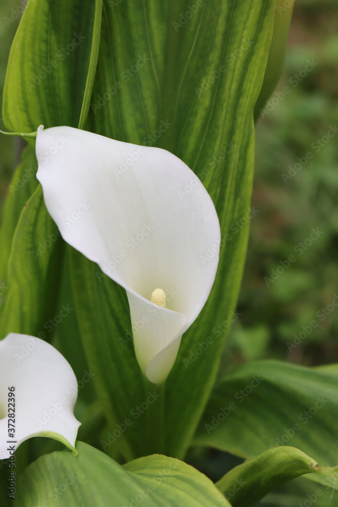 Obraz premium Close-up of white Calla lilies in the garden. Zantedeschia aethiopica plant 