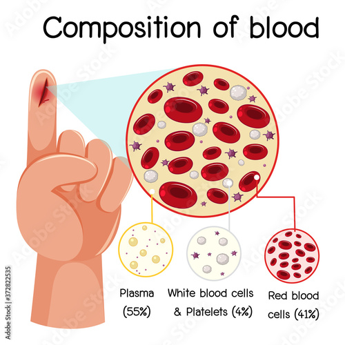 Composition of blood diagram