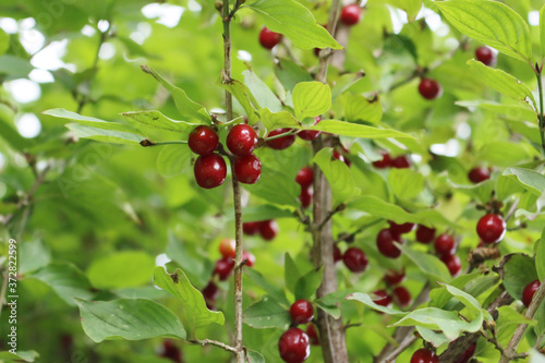 Close-up of red ripe fruits of a Cornelian cherry tree in the garden. Cornus mas on summer
