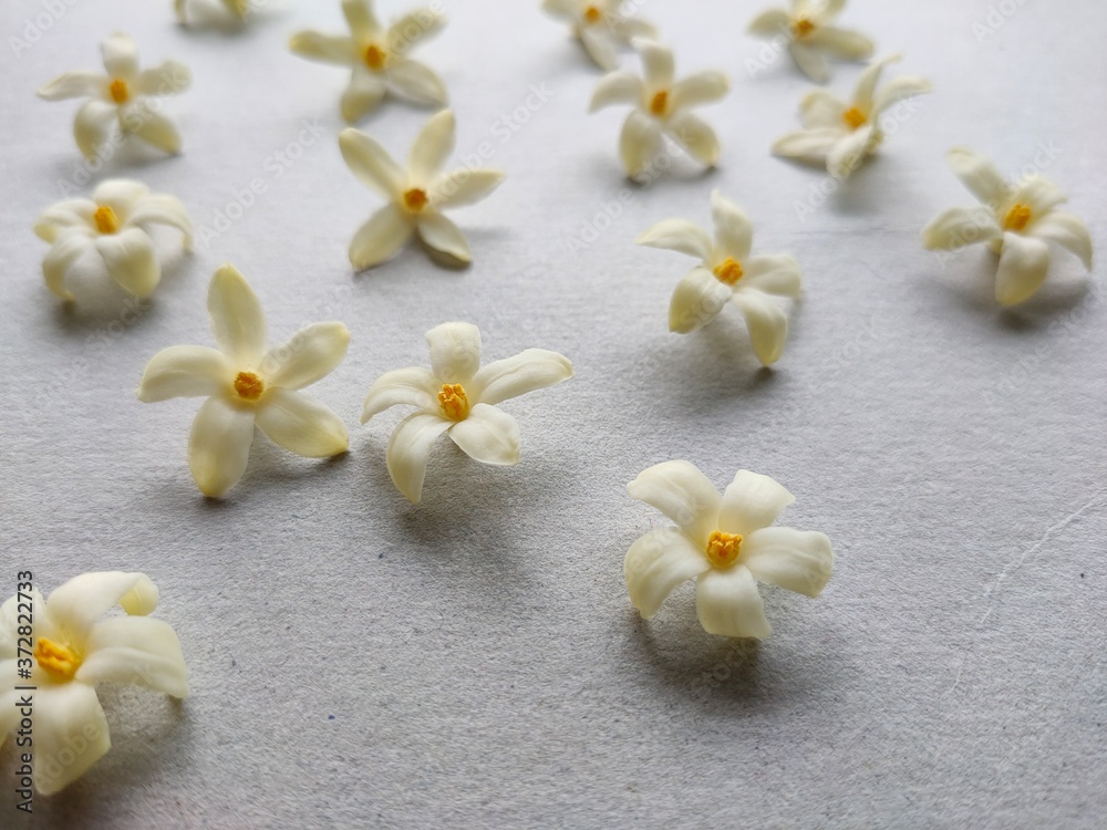 frangipani flowers on the beach