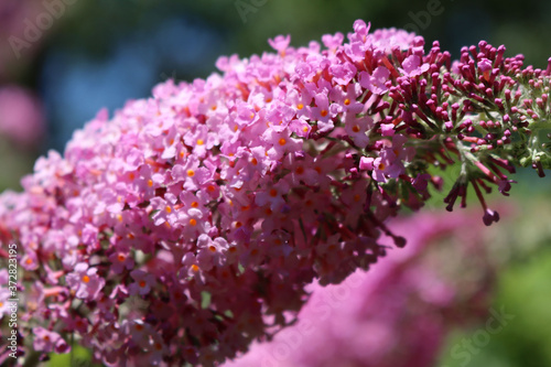 Close-up of Lilac flowers on branch on a sunny day. Syringa vulgaris in bloom 