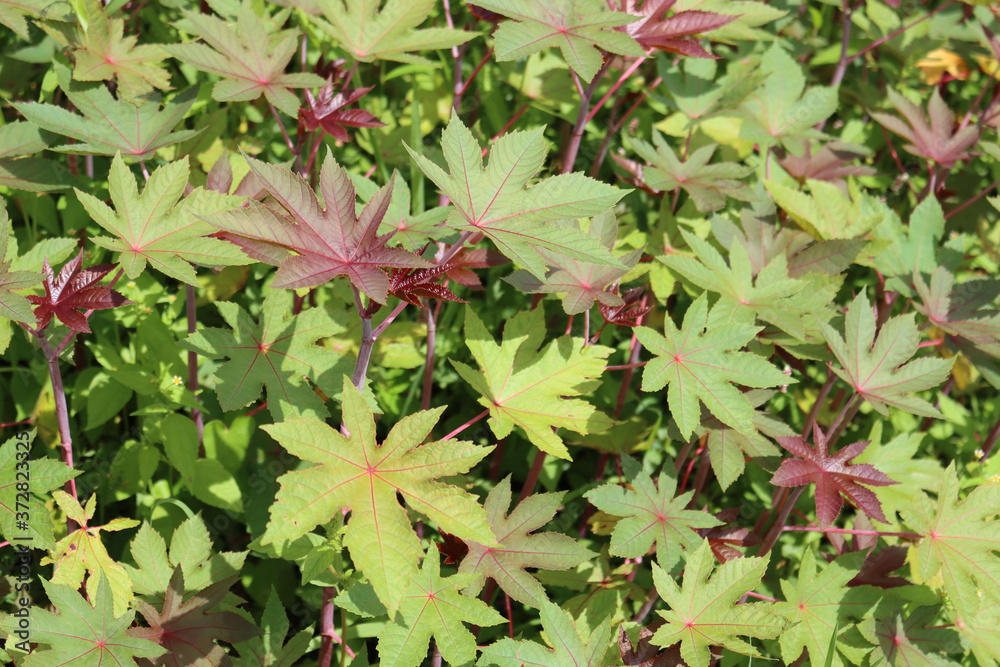 Ricinus communis plant in the garden.Castor oil plant growing in the field
Ricinus communis plant in the garden.Castor oil plant growing in the field