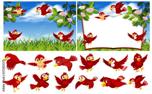 Φωτογραφία Set of red bird in nature