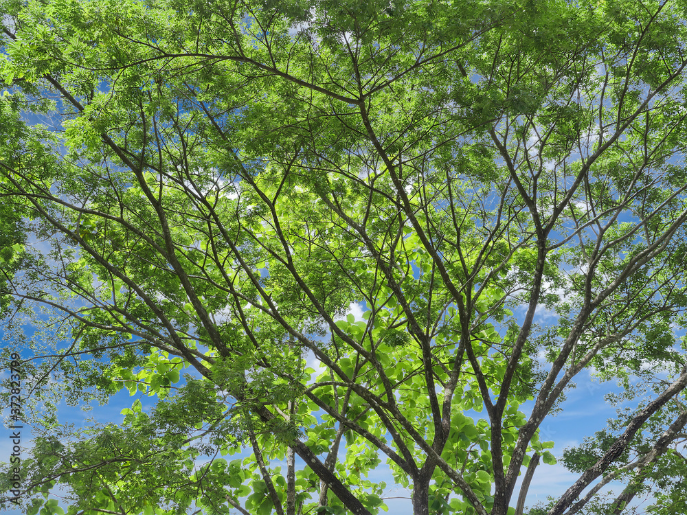 Fototapeta premium isolated tree branchs and green leaves with clipping path on blue sky background for backdrop and wallpaper design