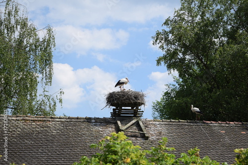 Storch auf dem Dach mit einem Nest mit Babystörchen