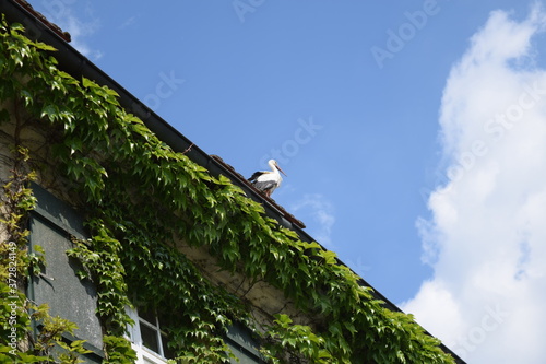 Storch auf dem Hausdach 
