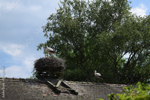 Störche auf dem Dach, Storch mit Babystörchen