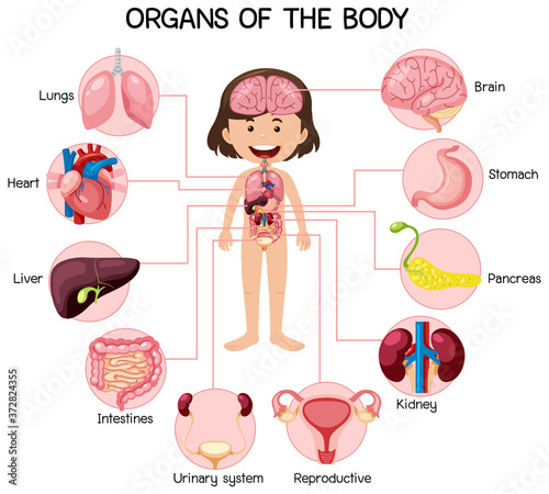 Informative organs of the body