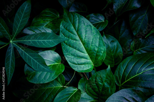 closeup nature view of green leaf texture, dark wallpaper concept, nature background, tropical leaf © Nabodin