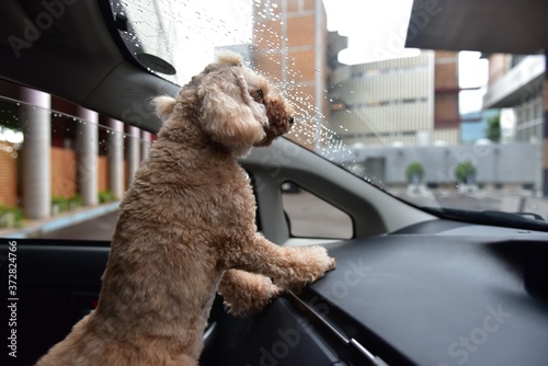 車の中でお留守番のワンちゃん（トイプードル）