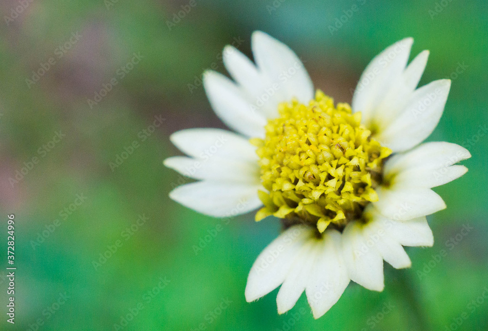 Obraz premium white daisy flower