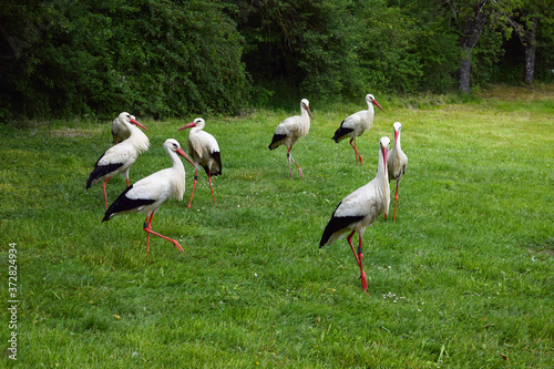 Störche auf einer Wiese, Storch auf der Wiese 