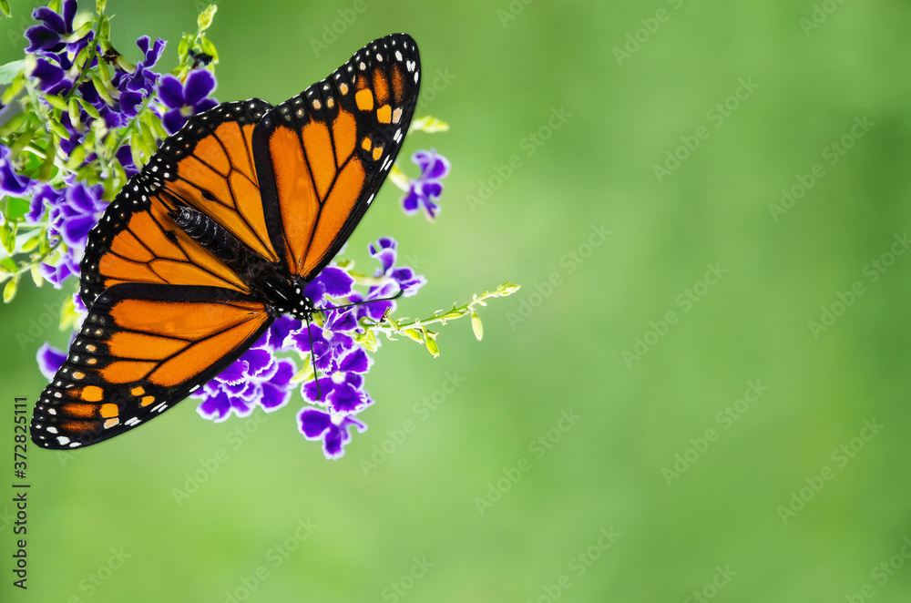 Monarch butterfly (Danaus plexippus) on purple blue Duranta flowers. Soft green background with copy space. Monarch butterfly (Danaus plexippus) on purple blue Duranta flowers. Soft green background with copy space.