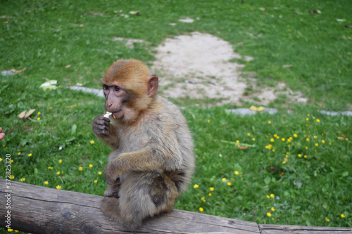 Babyaffe, Berberaffe, Affenberg Salem am Bodensee, Affe isst popcorn
