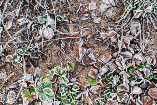 strawberries plants in the winter garden photo