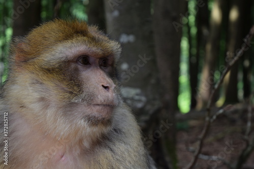 Affe, Affenberg Salem, Berberaffe, Tierpark am Bodensee