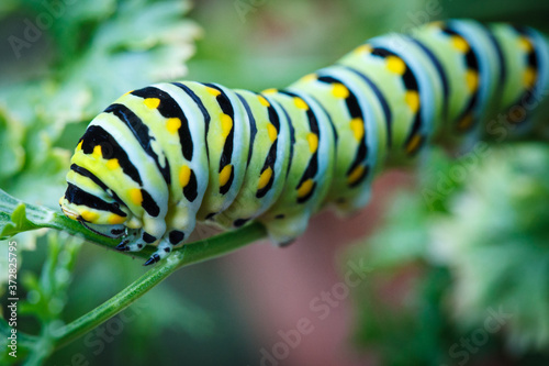 Swallowtail Caterpillar Feeding