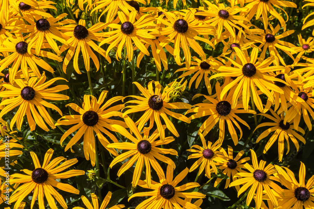 Bright yellow rudbeckia or Black Eyed Susan flowers in the garden nature and botany, flora and nature, flower petals with intense colors for garden and park decoration, background