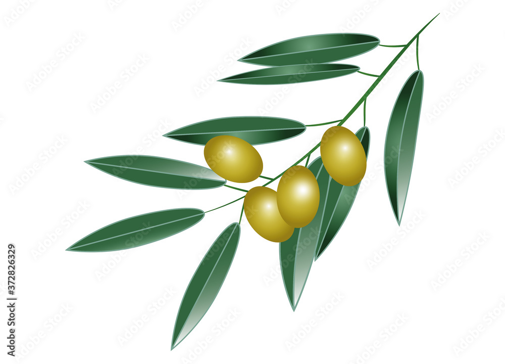 Olivenzweig mit vier Oliven. Symbol für Frieden Olivenzweig mit vier Oliven. Symbol für Frieden
