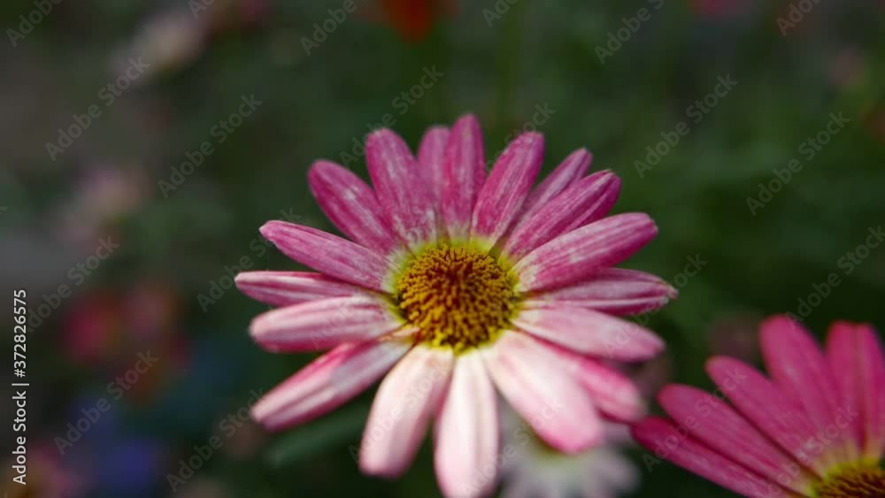 African daisies or Osteospermum aka Ursinia in a flower garden African daisies or Osteospermum aka Ursinia in a flower garden