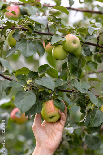 Human hand plucks a ripe big apple from a tree branch, close up, vertical photo, selected focus.