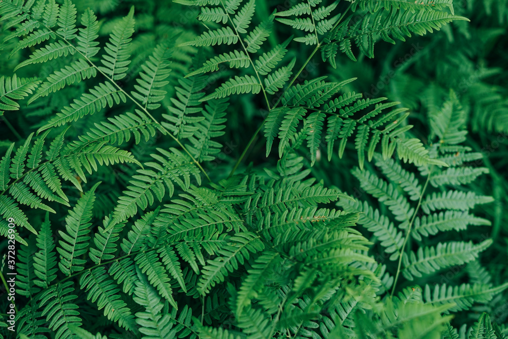 Green fern leaves in the forest textured natural background Green fern leaves in the forest textured natural background