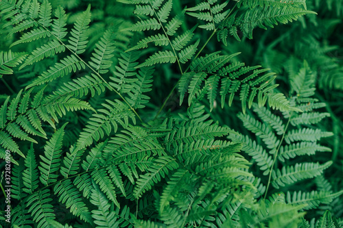 Green fern leaves in the forest textured natural background