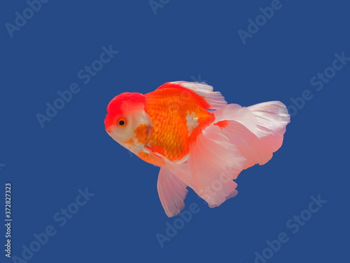 view of Oranda Goldfish (Carassius auratus) orange-white color diving in glass fish tank isolated on blue background.