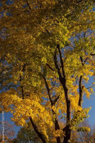 maple tree in beuatiful fall colors