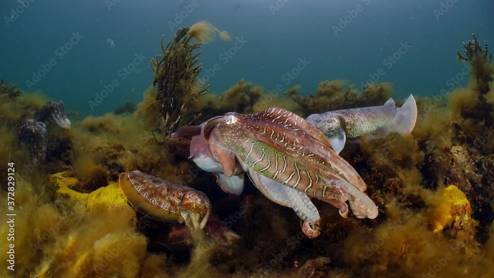 Giant Australian Cuttlefish Sepia apama Migration Whyalla South Australia 4k slow motion, mating, laying eggs, fighting, aggregation, underwater Giant Australian Cuttlefish Sepia apama Migration Whyalla South Australia 4k slow motion, mating, laying eggs, fighting, aggregation, underwater