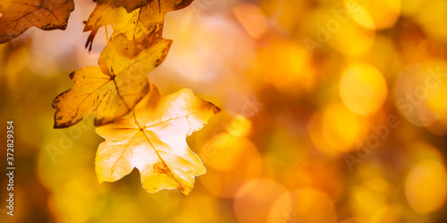 Autumn natural bokeh background with yellow leaves and golden sun lights  fall nature landscape