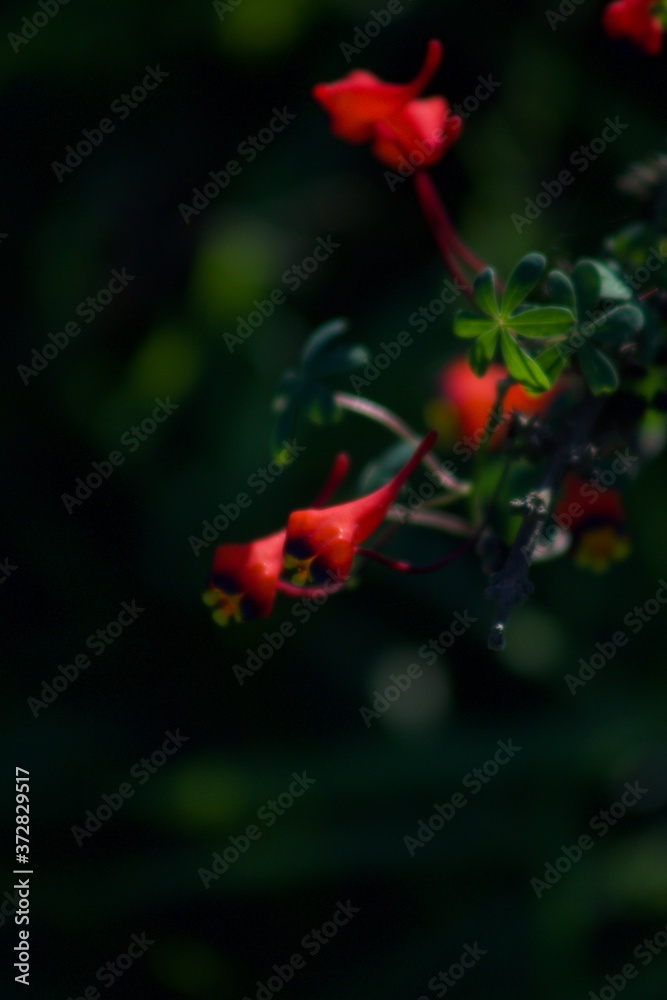 Fototapeta premium red rose in the garden