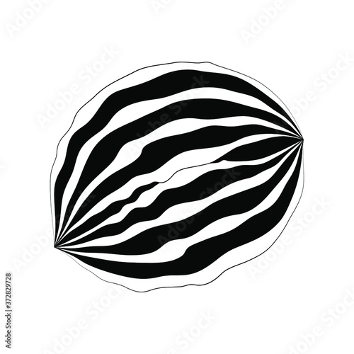 Walnut. Monochrome isolated vector element for design.