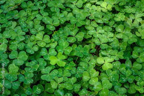 Shamrock (oxalis) field after the rain, as St. Patrick’s day nature background
 photo