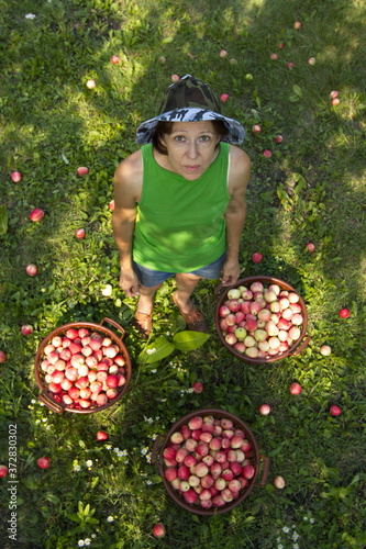 Apple harvesting. Top view. A woman stands between three baskets of apples and looks up.