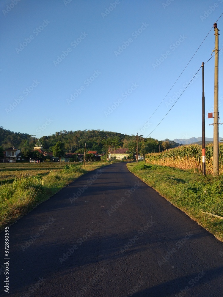 photo of the asphalt road next to the corn field