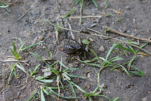  Dragonfly larva crawling on the ground