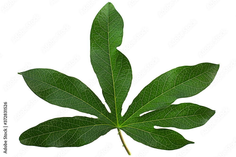 Passionflower leaf closeup Passionflower leaf closeup