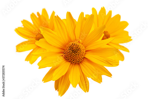 Fototapeta Naklejka Na Ścianę i Meble -  Yellow daisy blossom