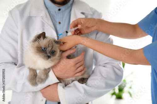 Fototapeta Naklejka Na Ścianę i Meble -  Professional veterinarians vaccinating cat in clinic, closeup