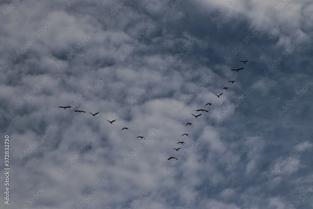 flock of birds flock of birds